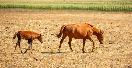 A herd of horses graze in the meadow in summer, eat grass, walk and frolic. Pregnant horses and...