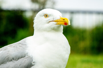 The Seagull Is A Large Bird Often Seen At The Seaside Trying To Steal Food Etc From People