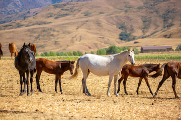 A herd of horses graze in the meadow in summer, eat grass, walk and frolic. Pregnant horses and...