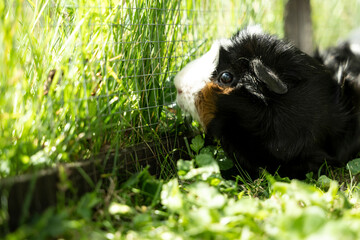 Meerschweinchen tier natur rosette