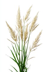 A bunch of tall grasses with a white background. The grasses are tall and thin, and they are all facing the same direction. The image has a serene and peaceful mood