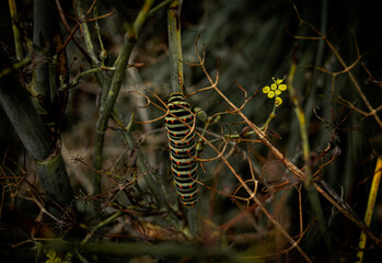 a worm climbing on a plant