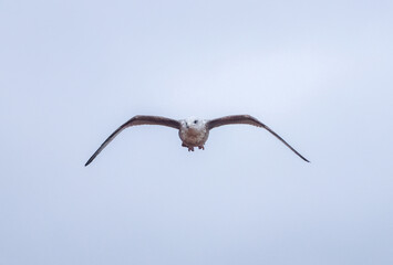 Fototapeta premium The Seagull Is A Large Bird Often Seen At The Seaside Trying To Steal Food Etc From People
