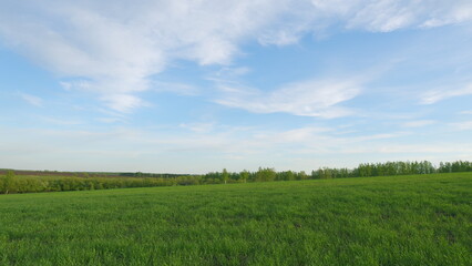 Obraz premium Green Field Of Early Wheat At Sunset Sunset Sunlight Movement. Ears Of Green Wheat. Large Field Of Green Young Wheat Against A Sky. Concept Of Life.