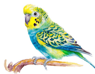 Naklejka premium watercolor budgie ,isolated on white background, cutout cut out, transparent
