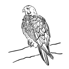 Vector. Peregrine Falcon. Bird on a branch. Outline drawing of a wild bird