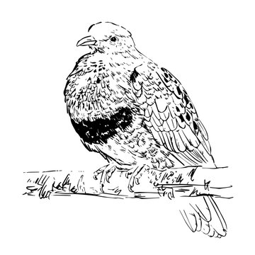 recommend clip art: Vector. Bird on a branch. Superb Fruit Dove. Outline drawing of a wild bird