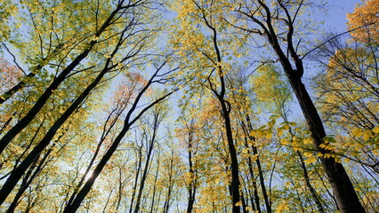 Obraz premium Summer Day Sun Rays On Blurred Abstract Bokeh With Flare Background. Foliage Gently Moving In Soft Breeze. Cinematic Scene Nature Tree Bottom View.