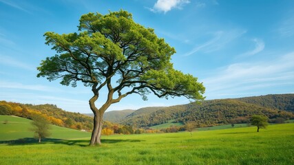 Fototapeta premium Solitary Tree in a Green Meadow - Tilt-Shift Photography for Stunning Landscape Visuals