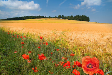 Gertenfeld mit Klatschmohn