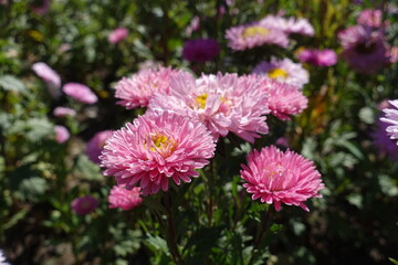 Fototapeta premium Salmon pink flowers of China asters in September