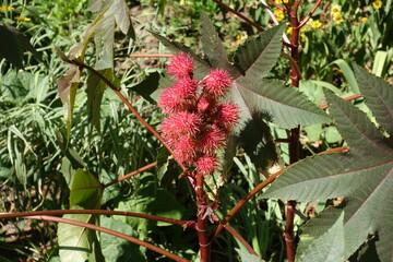Closeup of red fruits of Ricinus communis in mid September