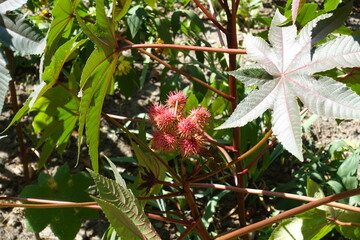 Obraz premium Spiny red fruits in the leafage of Ricinus communis in mid September