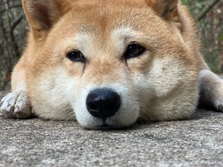 Shiba Inu puppy and his friend kitten