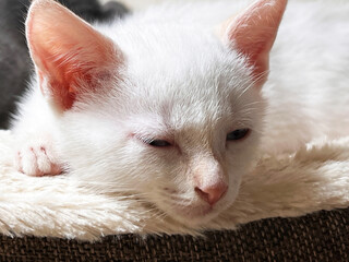 White and gray 2 kittens friend
