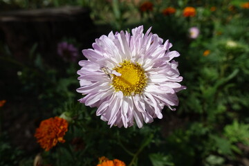 Obraz premium Pale purple flower of China aster in September