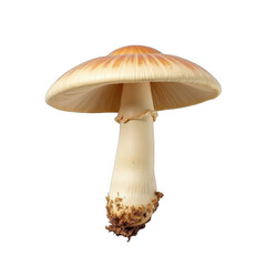 Ultra-realistic top view of Coprinus comatus mushroom on transparent background, high contrast with precise contours, no shadows, full object isolated in lifelike detail for commercial use.  
