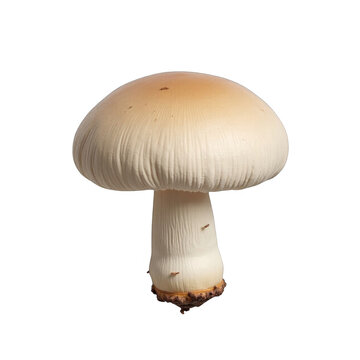 Ultra-realistic top view of Inocybe geophylla mushroom on transparent background, high contrast with precise contours, no shadows, full object isolated in lifelike detail for commercial use.  