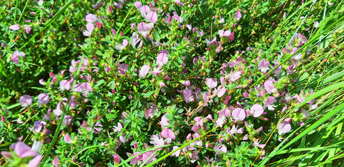 Ononis spinosa bushes with pink flowers bloom in a grassy field in summer. Panorama.