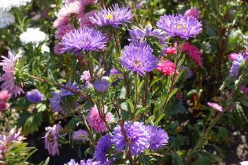 Violet, pink and white flowers of China asters in mid September