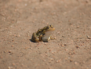 one frog sitting on the ground