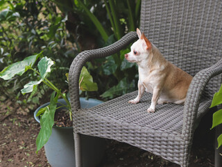 brown short hair Chihuahua dog sitting on gray rattan chair with houseplant in the garden.