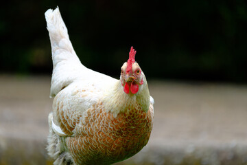 Young bantam hen seen looking at the photographer while searching for food in her free range garden.