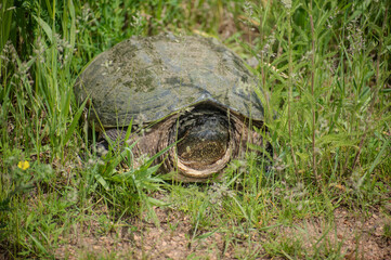 adult snapping turtle in grass