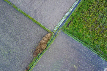 rice fields aerial view
