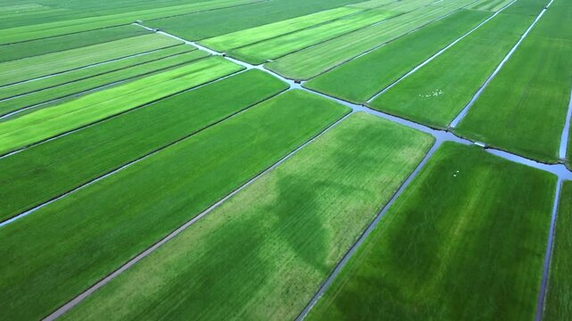 Sea of green grass, lush and wide, rippling in breeze, side to side