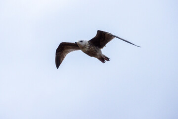The Seagull Is A Large Bird Often Seen At The Seaside Trying To Steal Food Etc From People