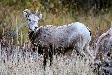 Obraz premium Bighorn Sheep Ewe in the Fall in Montana.