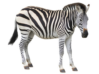 Fototapeta premium A beautiful zebra with striking black and white stripes, standing tall and proud