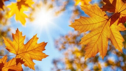 Fototapeta premium Autumn background with maple leaves and bokeh,Fall blurred background, Yellow and red maple leaves are flying and falling down. Autumnal landscape.water drop on leaf,space for text.