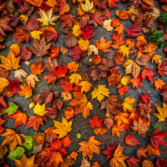 Fototapeta premium autumn leaves background. autumn, leaves, leaf, fall, maple, nature, yellow, season, tree, orange, red, color, foliage, colorful, forest, bright, texture, golden, pattern, flowers, green, park, flower