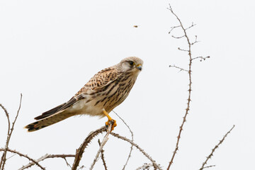 common kestrel on a branch