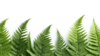 Close-up of vibrant green fern leaves with a minimalist white background, showcasing the detailed pattern and texture of the fronds.