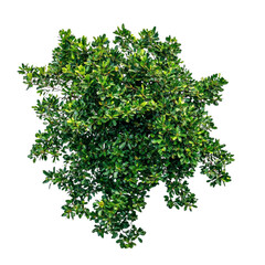Obraz premium Lush green tree top view isolated on white background