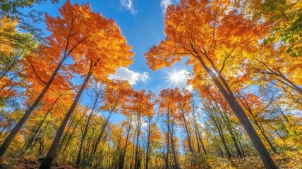 Autumn background with maple leaves and bokeh,Fall blurred background, Yellow and red maple leaves are flying and falling down. Autumnal landscape.water drop on leaf,space for text.
