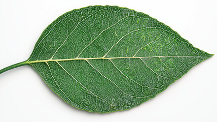 Obraz premium Lush green leaf showing intricate veins and vibrant texture