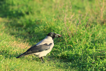Hooded crow eating the walnut on meadow