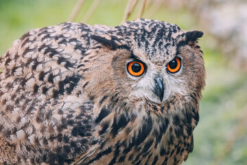 Close-up portrait of a majestic eagle owl, showcasing its striking yellow eyes and intricate brown plumage against a blurred natural background