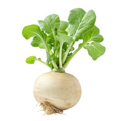 Fresh Turnip with Green Leaves 