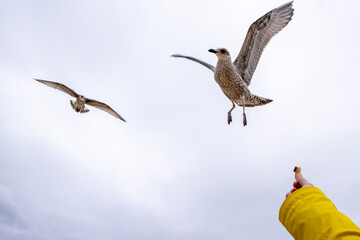 The Seagull Is A Large Bird Often Seen At The Seaside Trying To Steal Food Etc From People