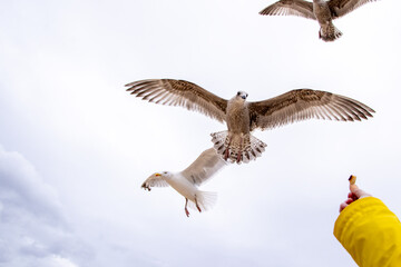 The Seagull Is A Large Bird Often Seen At The Seaside Trying To Steal Food Etc From People
