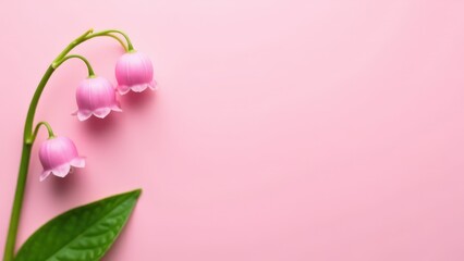 Gentle, elegant pink lily of the valley flowers on a minimalist background, perfect for spring visuals