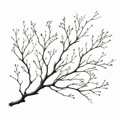 Fototapeta premium A brown leafless tree with branches and trunk on a white background representing a cold winter landscape