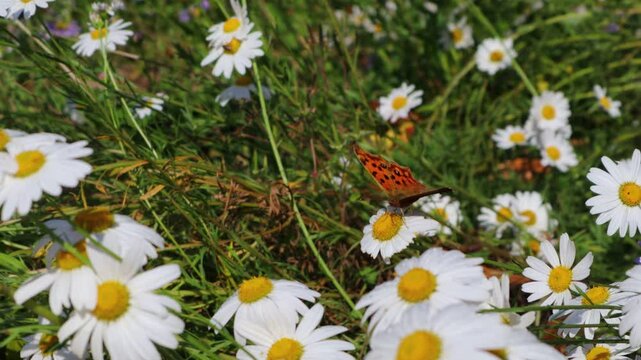A butterfly flaps its wings over a field of daisies blooming in the meadow.초원에 피어있는 데이지 꽃밭에 나비가 날개짓을 합니다.