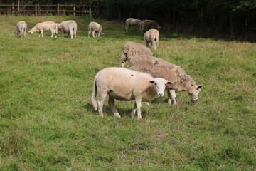 Fototapeta premium Scenic view of fields under blue sky
