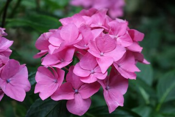 Fototapeta premium Vibrant Pink Hydrangea Flowers in Bloom